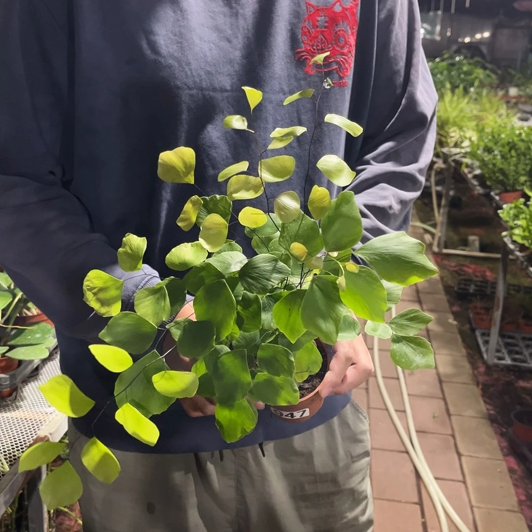 无花朵947银币铁线蕨