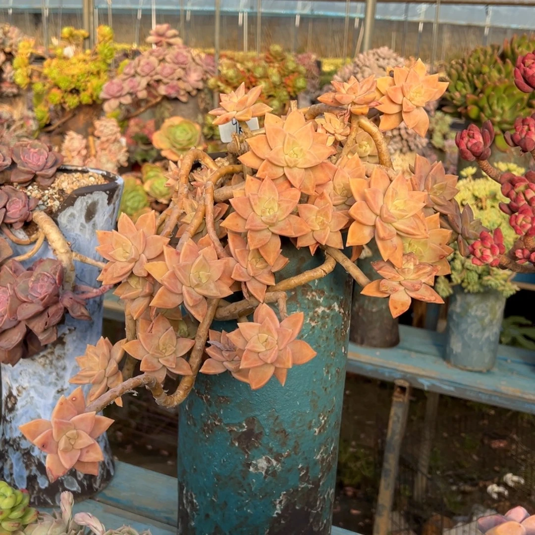 露养老桩脱土裸根橙色恋人