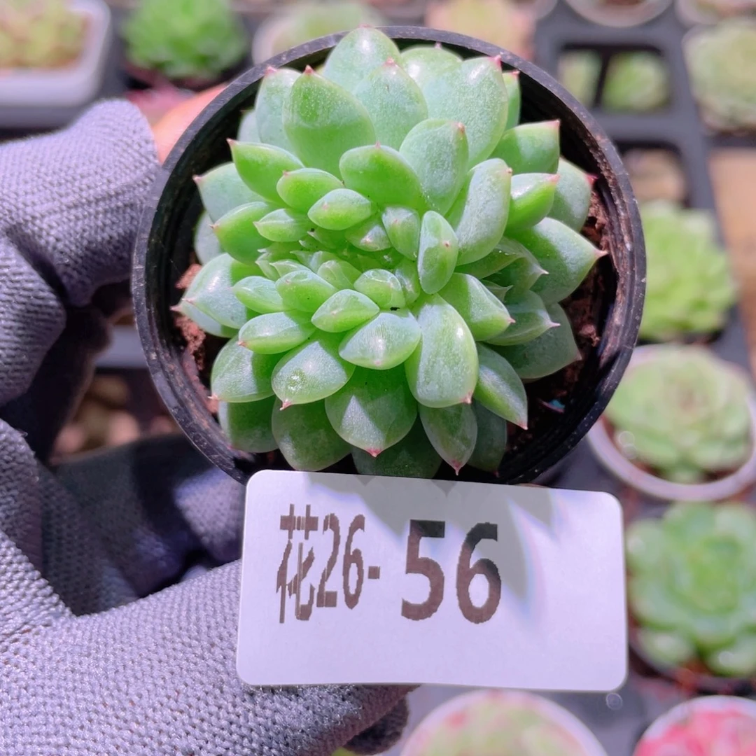 花利美26-56新品缀化