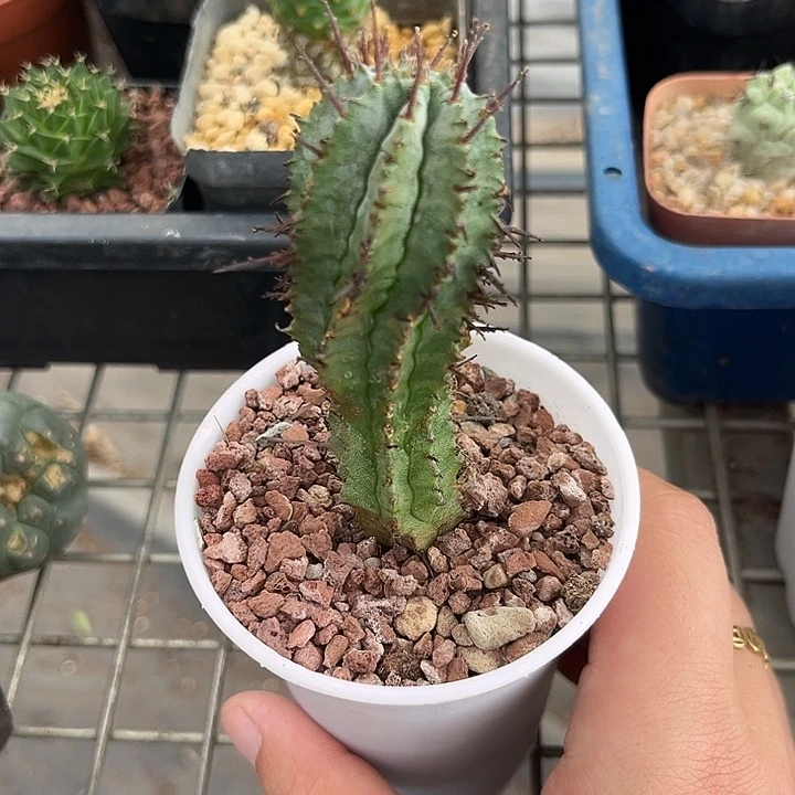 我也不知道我为什么要这样