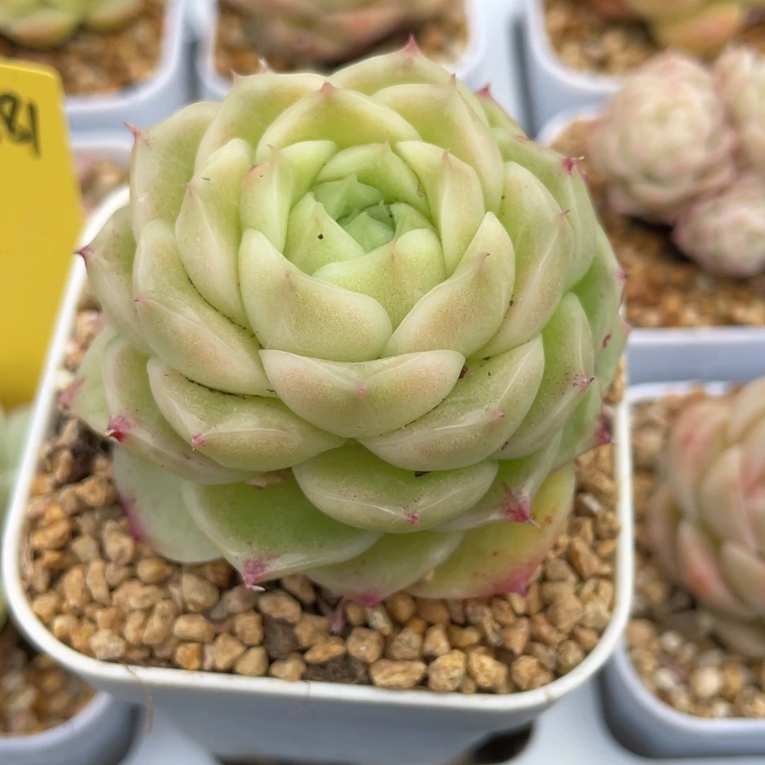 优选麦杆多肉福利2945