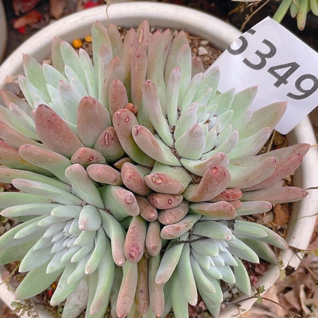 【闪购商品】白雪姆