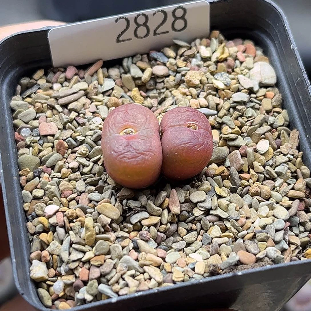 一物一拍毛杂2828