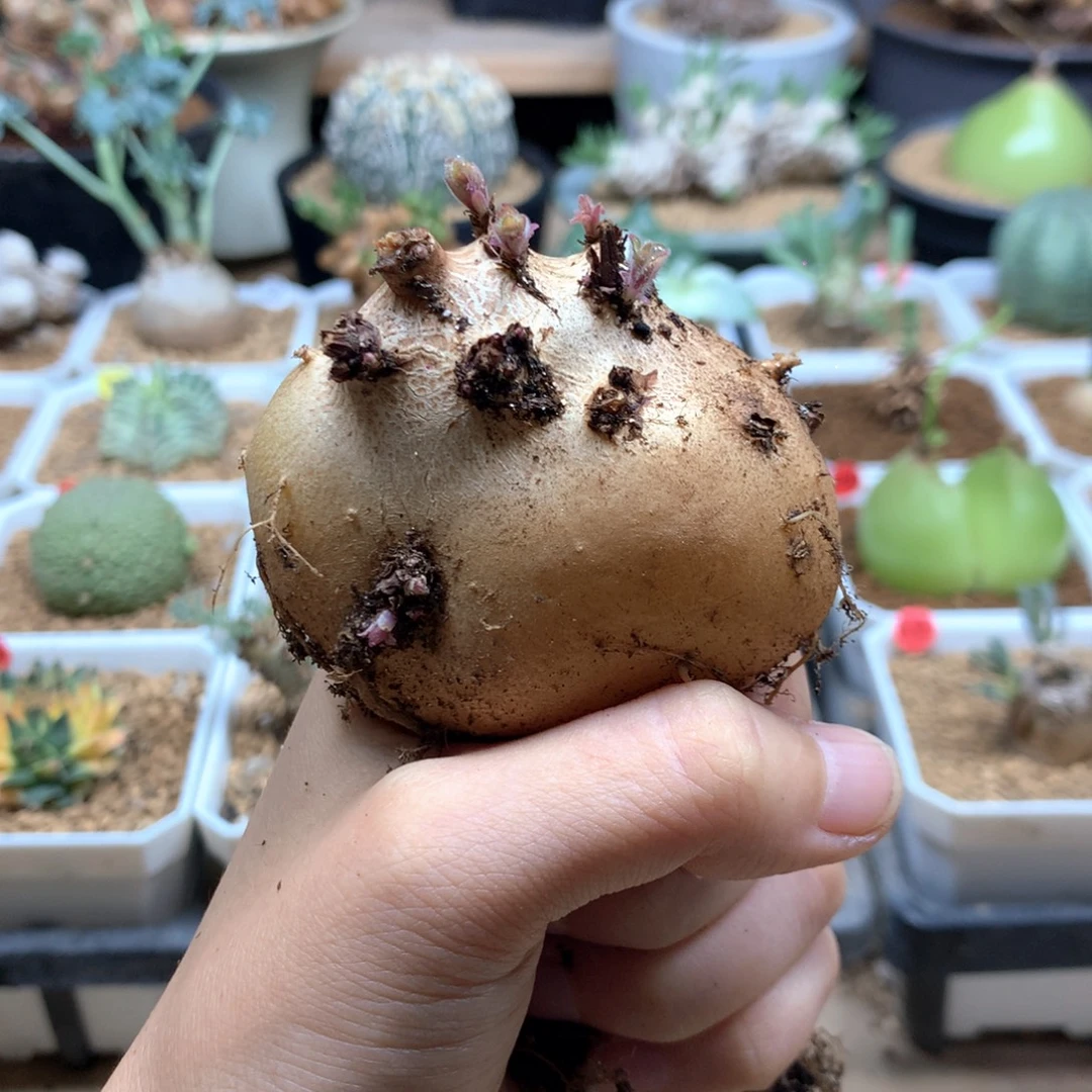 白花断崖女王脱土6cm