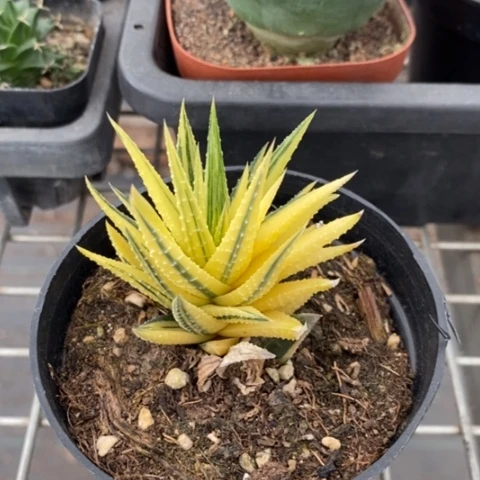 硬叶自然锦5仙人球