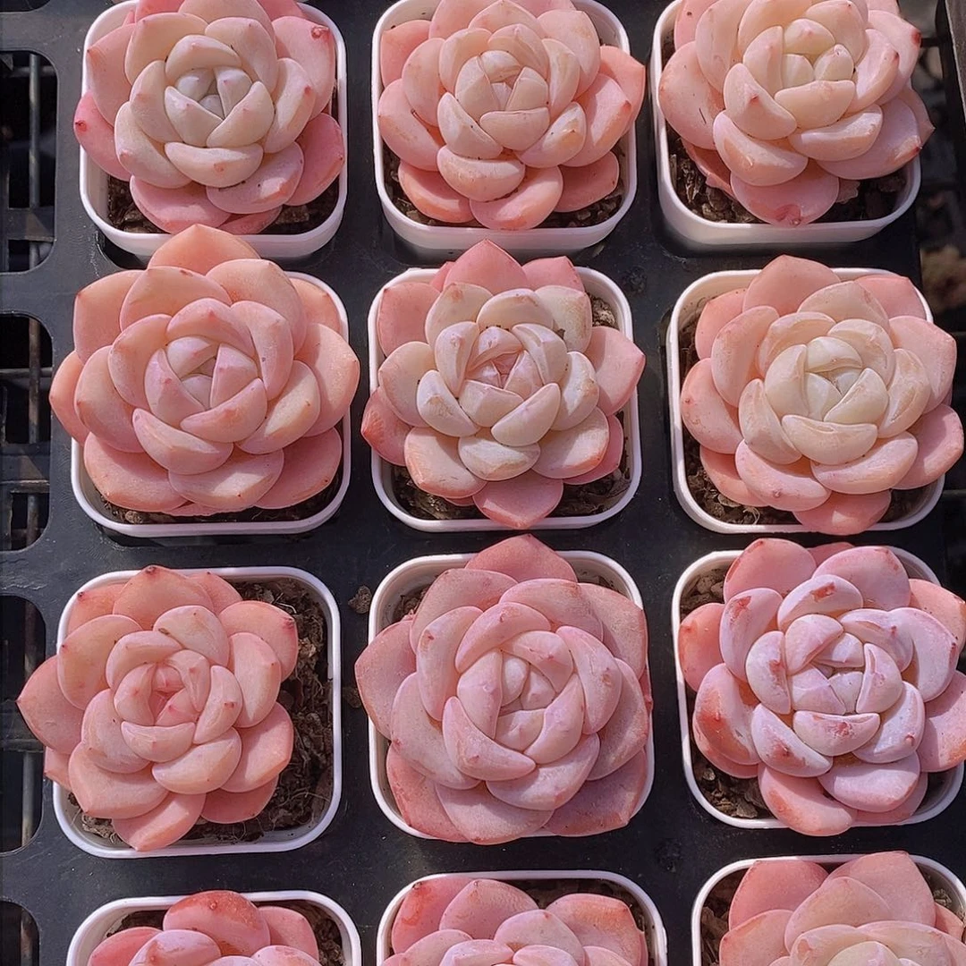 0203-小冰橙单头一颗 量拍