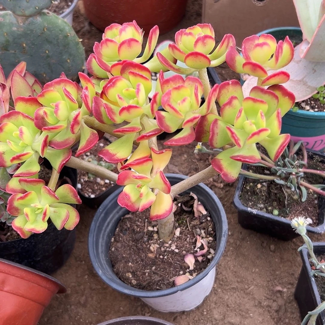 多肉植物达摩宝珠