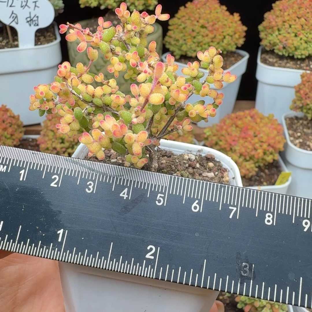 9*6c106号假飞机猪点赞福利