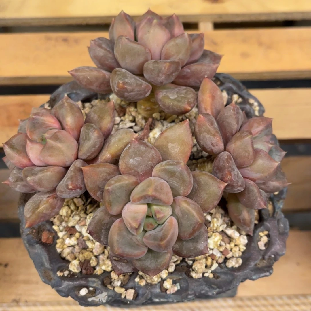 水**青3776786565656535353