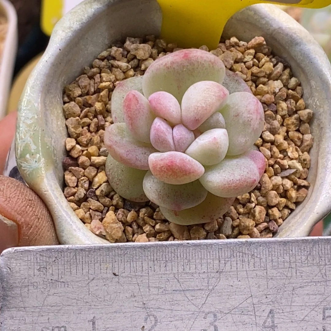 3181冰玉石化锦，分心带锦