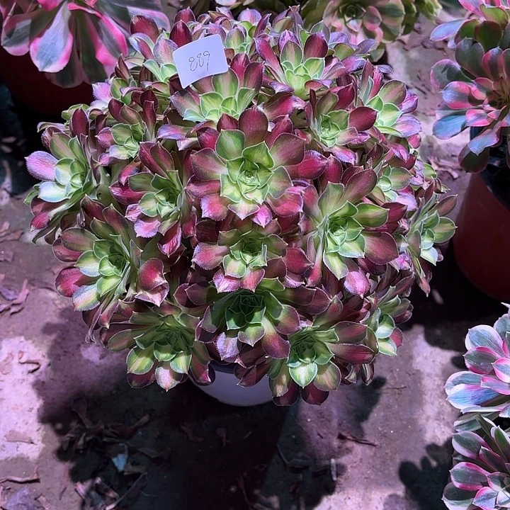 多肉植物绍华00889