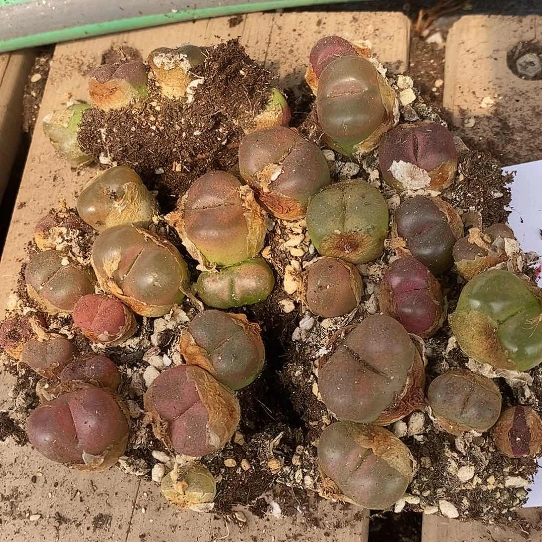 3051一组切糕一组