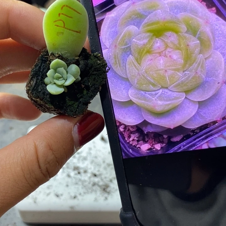 甜心p77芽苗一个多肉