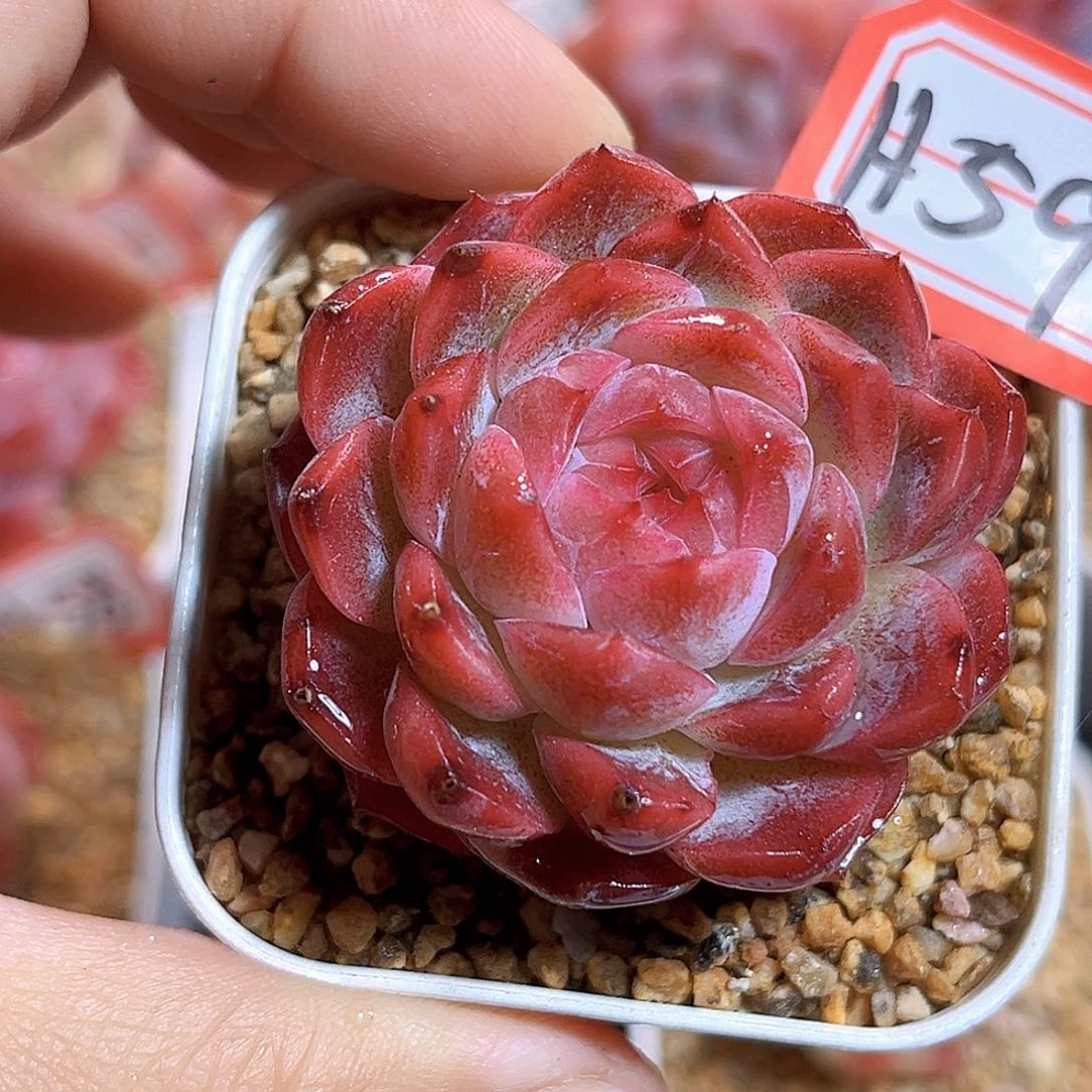 H59  新品珍妮满18包邮