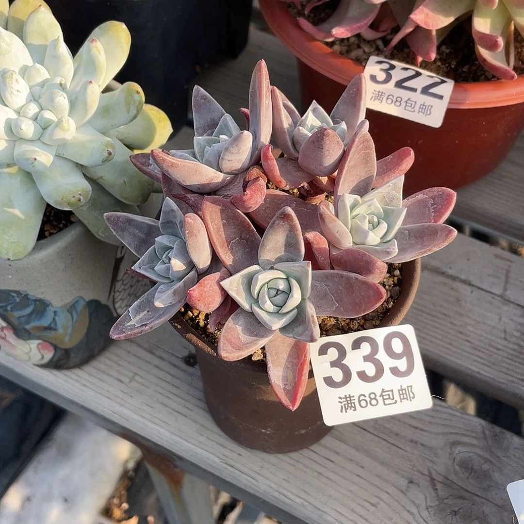 晨溪园艺仙女杯呀