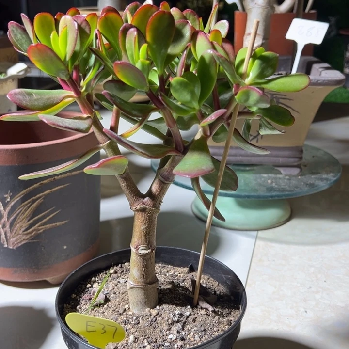 ?****E37紫叶脱土发货