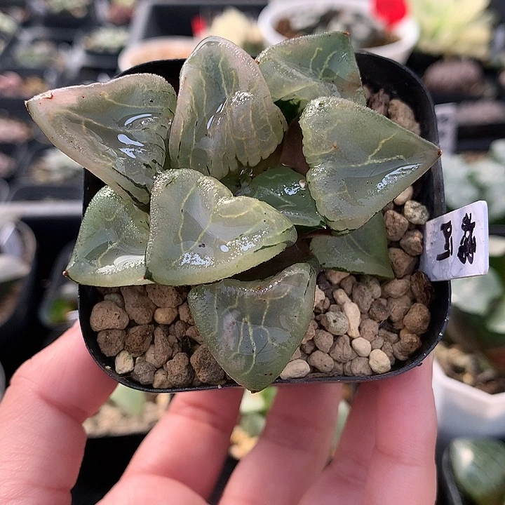 糯阿一物一拍带盆