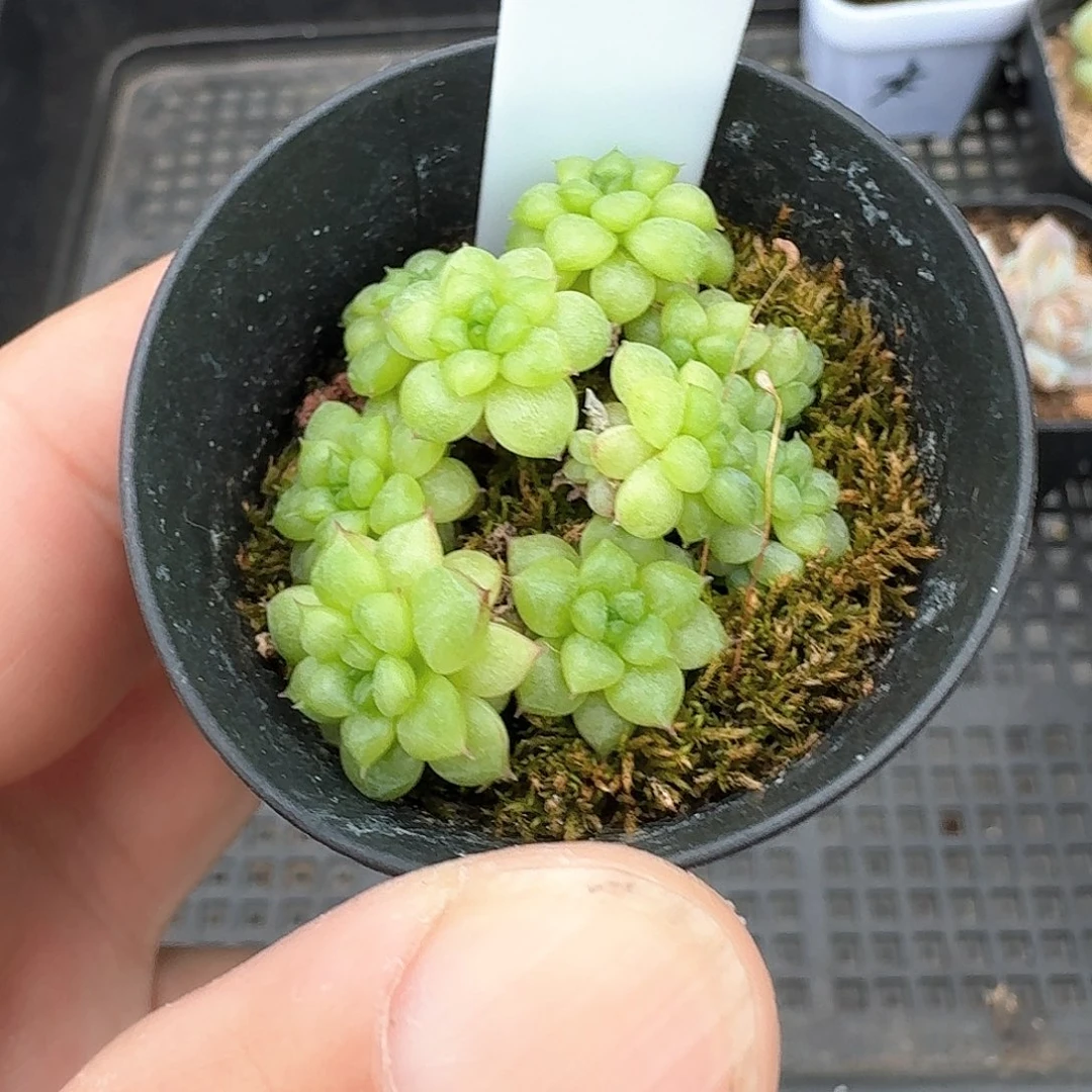 168绿水鬼十头多肉