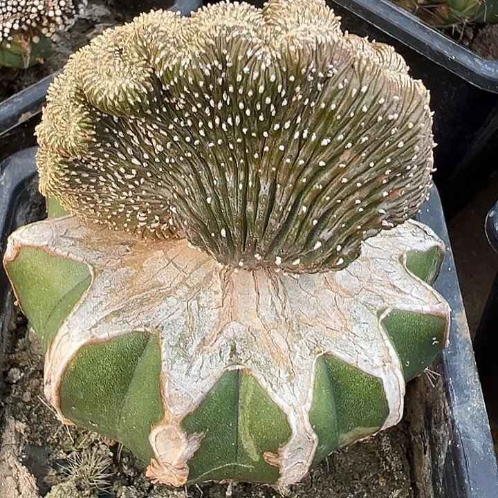 薄叶花笼缀化仙人球