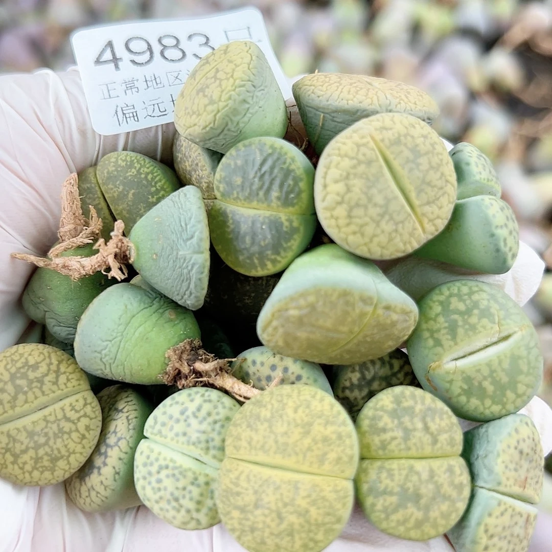 4983 好养易活生石花大母本25个1.5cm左右比较干特价处理了