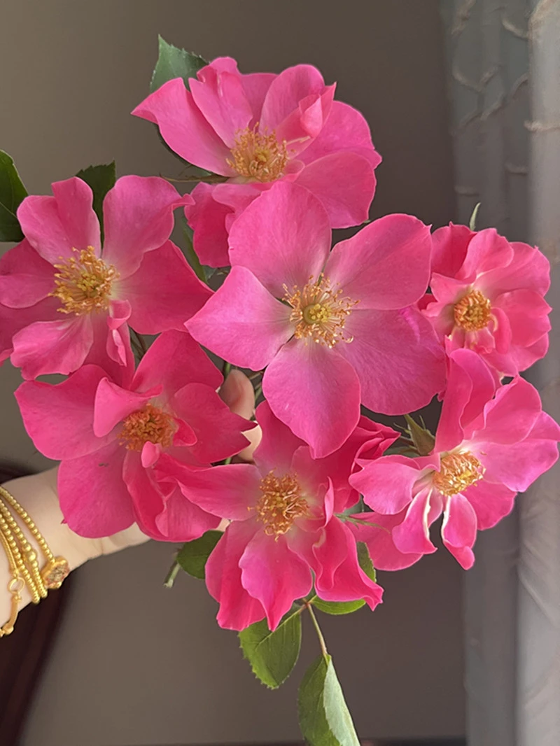 香格里拉月季花颜色深浅变化长势快勤花耐热易养阳台盆栽庭院