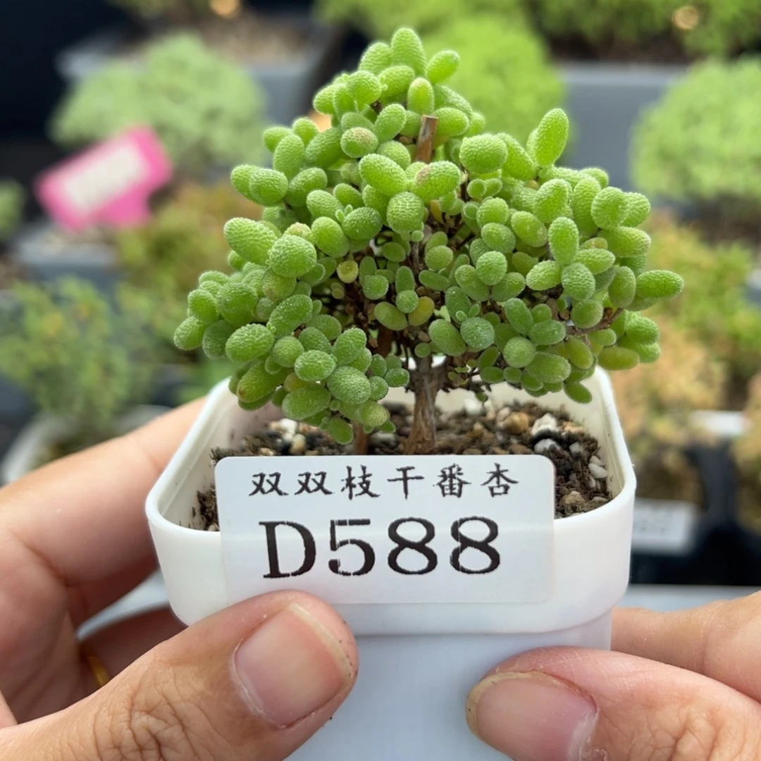 588蜜橘