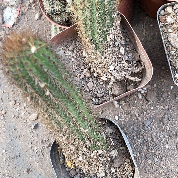 2个金妞金妞3678999