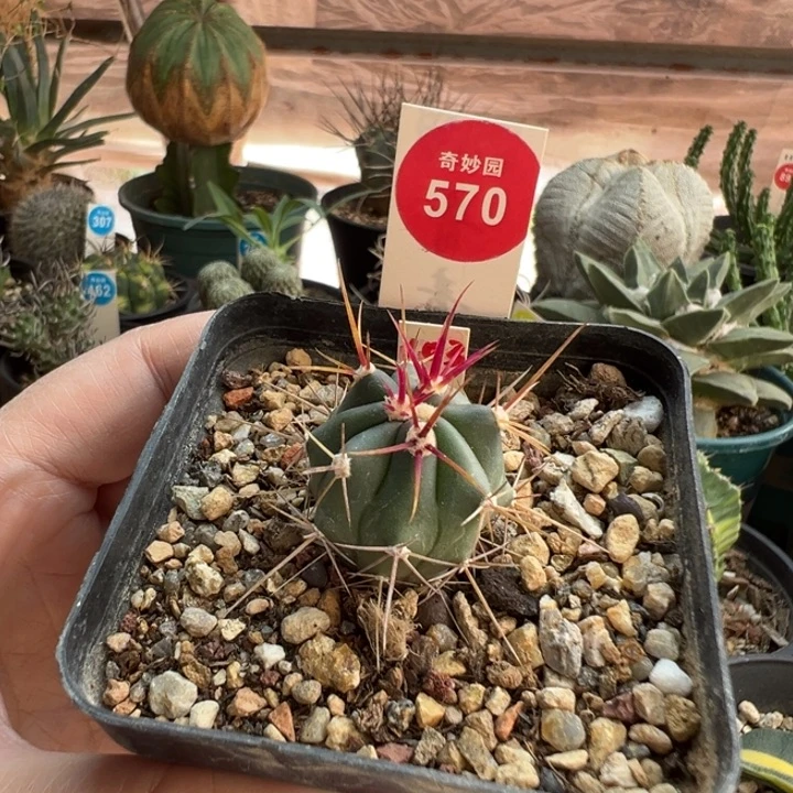 实生伟冠龙一棵仙人球