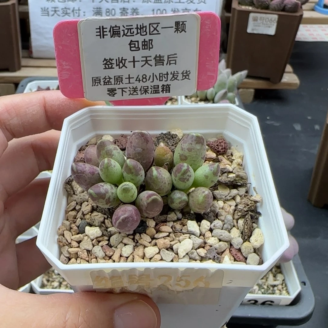 256鼓槌多肉植物