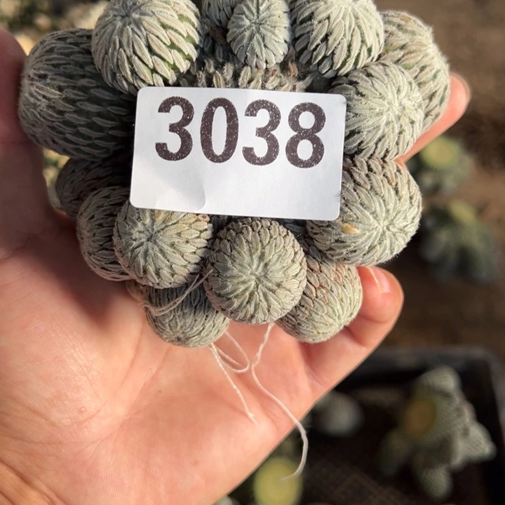 樱****舞精巧丸子仙人球3038号