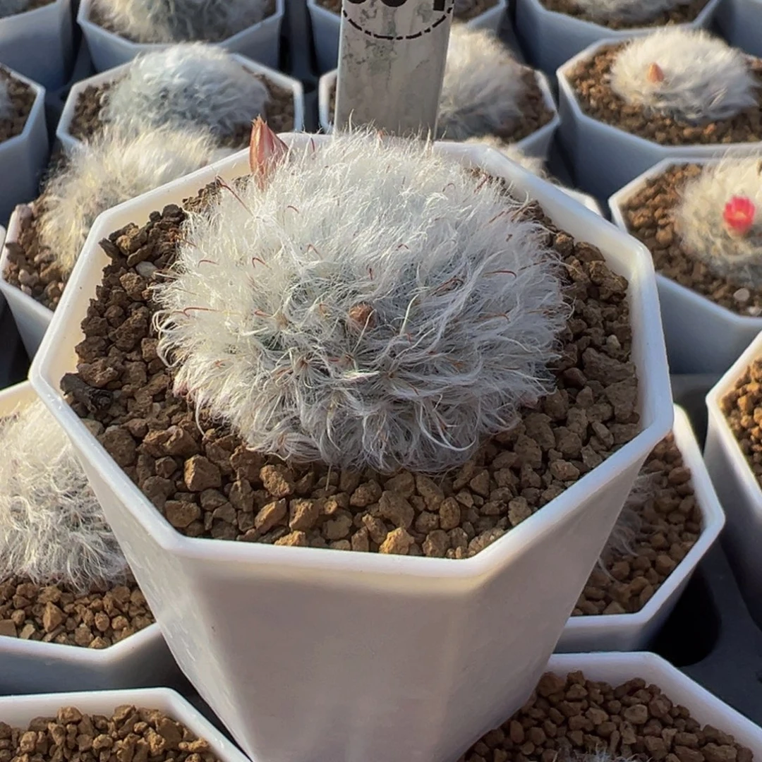 4实生根白云高砂多肉植物带盆土