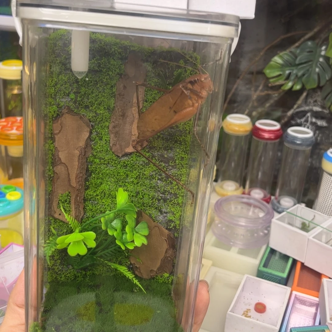 生态箱10*20送蛙仿2竹蛉