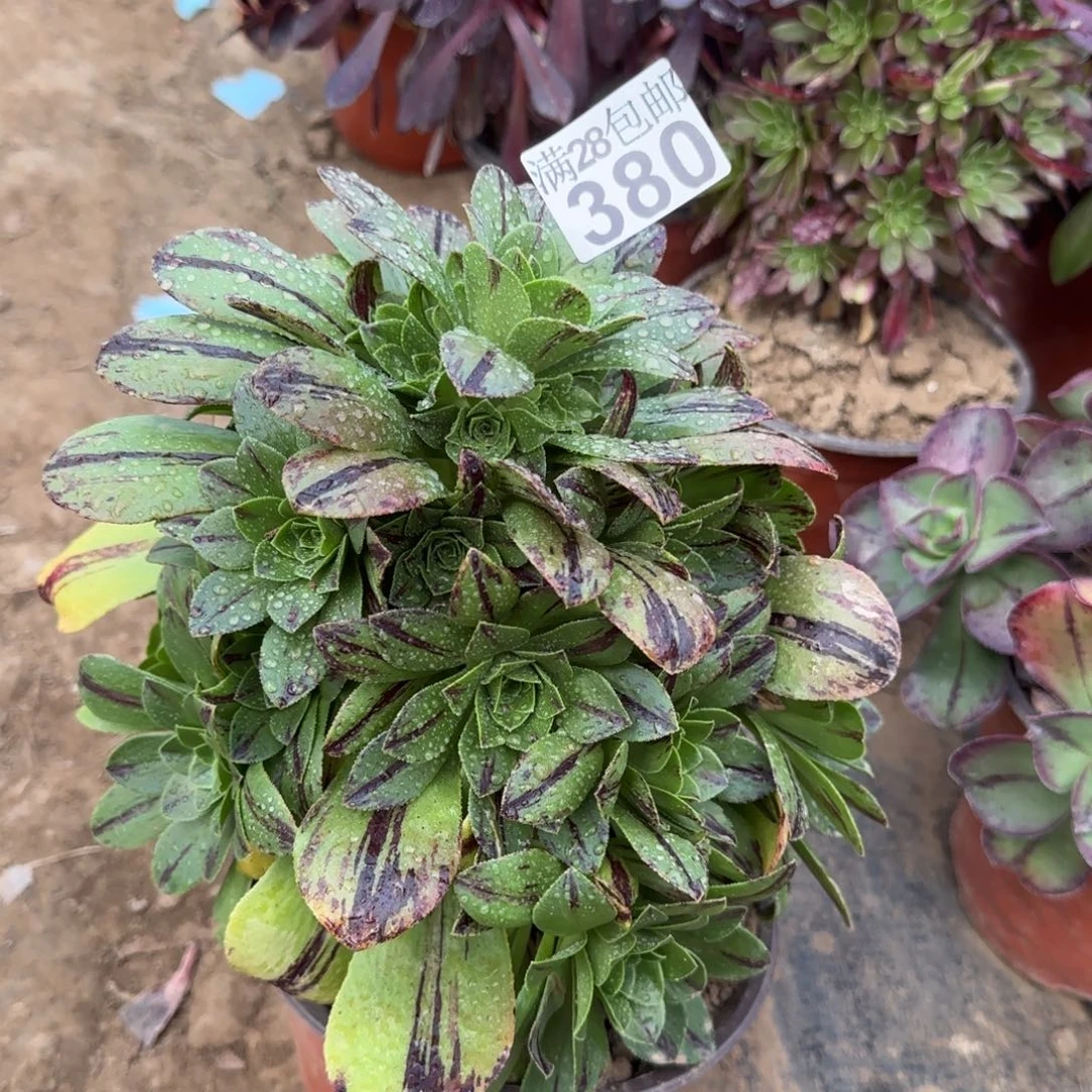 碧火多肉380满28包邮断枝不包