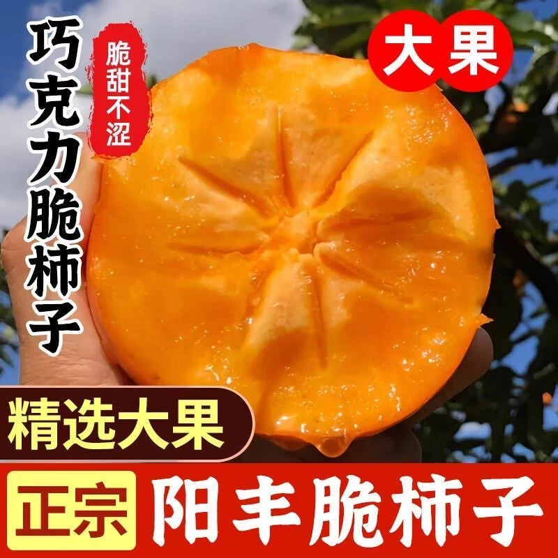 正宗山西运城巧克力脆柿子冰糖心阳丰脆柿当季新鲜水果现摘现发