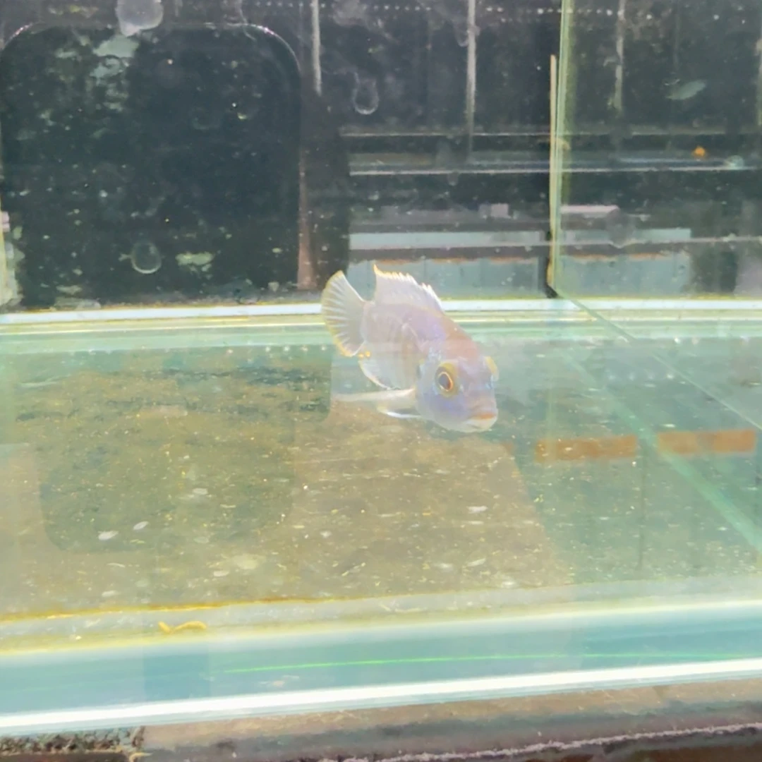 慈鲷378彩虹雕。