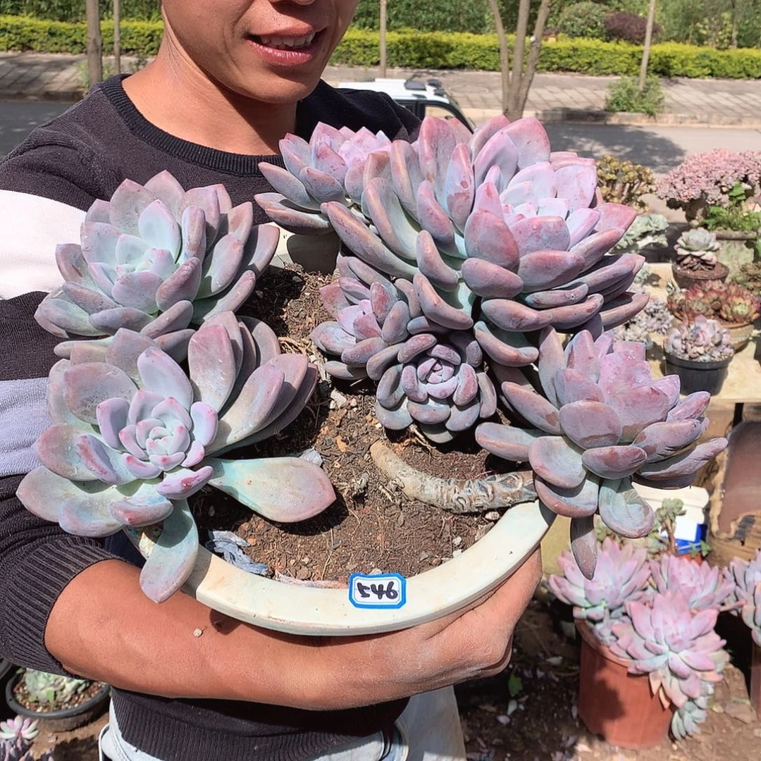 546 奥普  一物一拍多肉