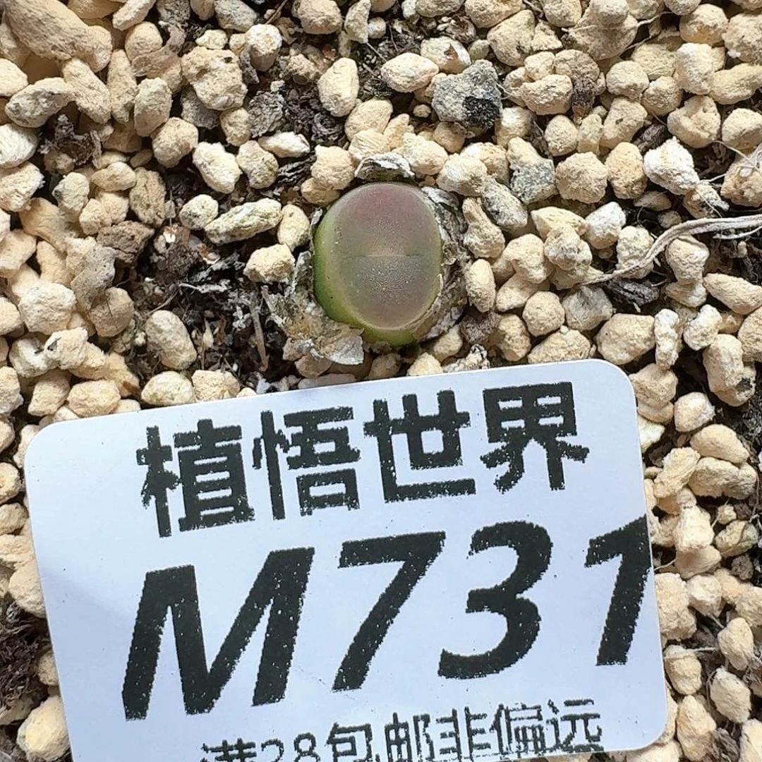 多肉植物的人生额的