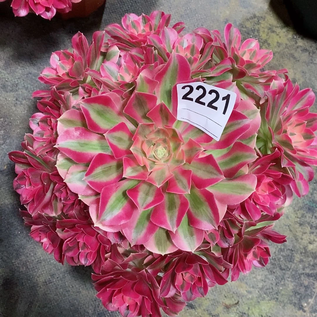 红陶2221女巫4多肉