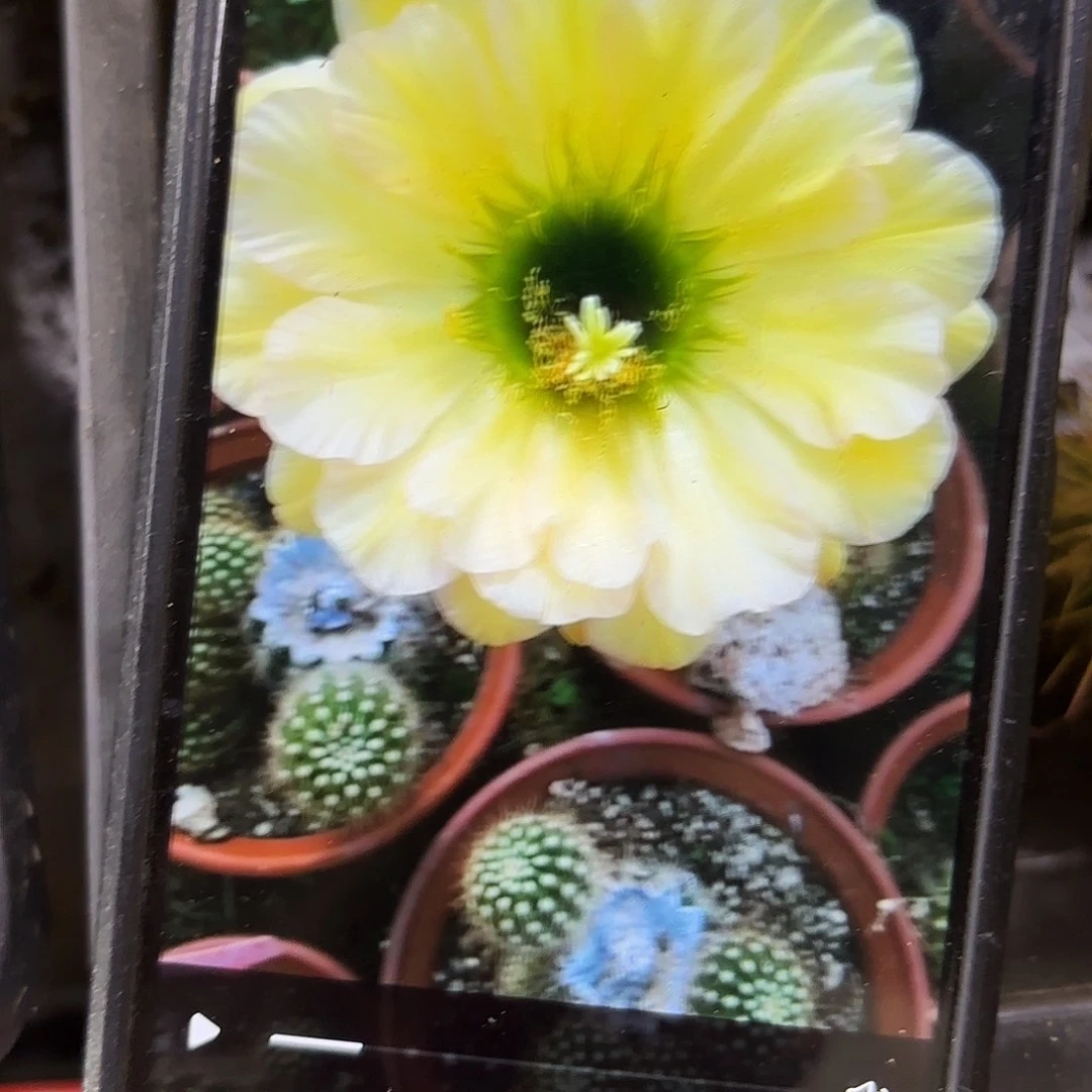 绿眼睛毛侧牙20包邮17