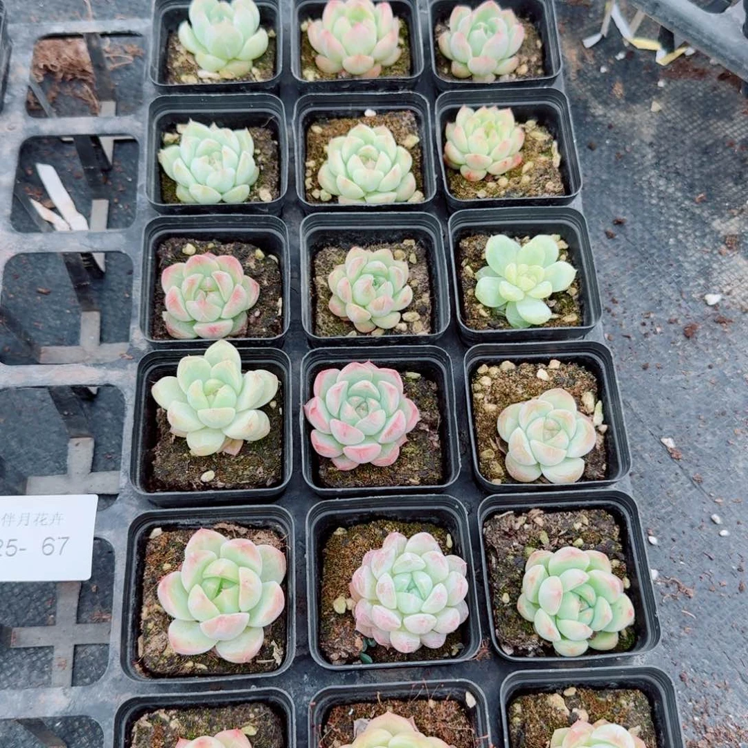 珍妮十八颗量拍25-67