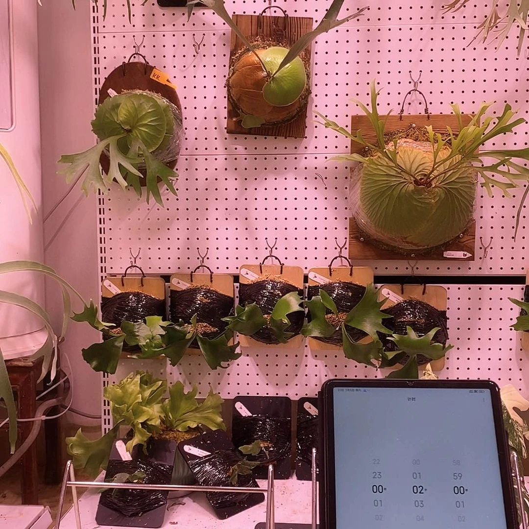 无花朵非洲圆盾板植