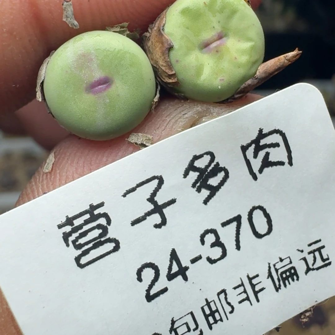 紫皮大红嘴。