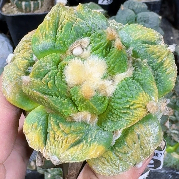 无花朵福利苗接龟甲怒锦199