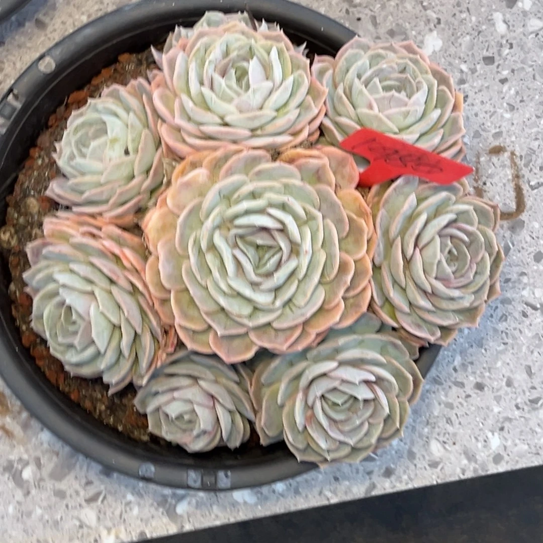 ****꧂1980号下午景天系列群生多肉