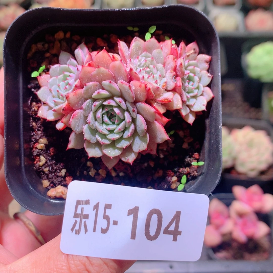 乐然15-104 纸风车