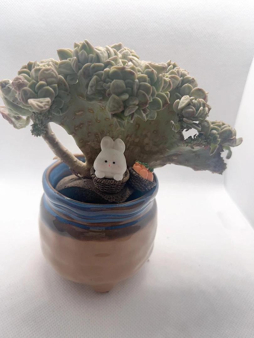 精品无土多肉  （➕花盆）