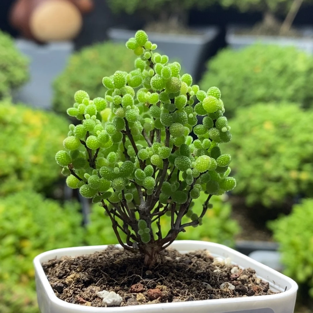 蜜橘糖球0151枝干番杏