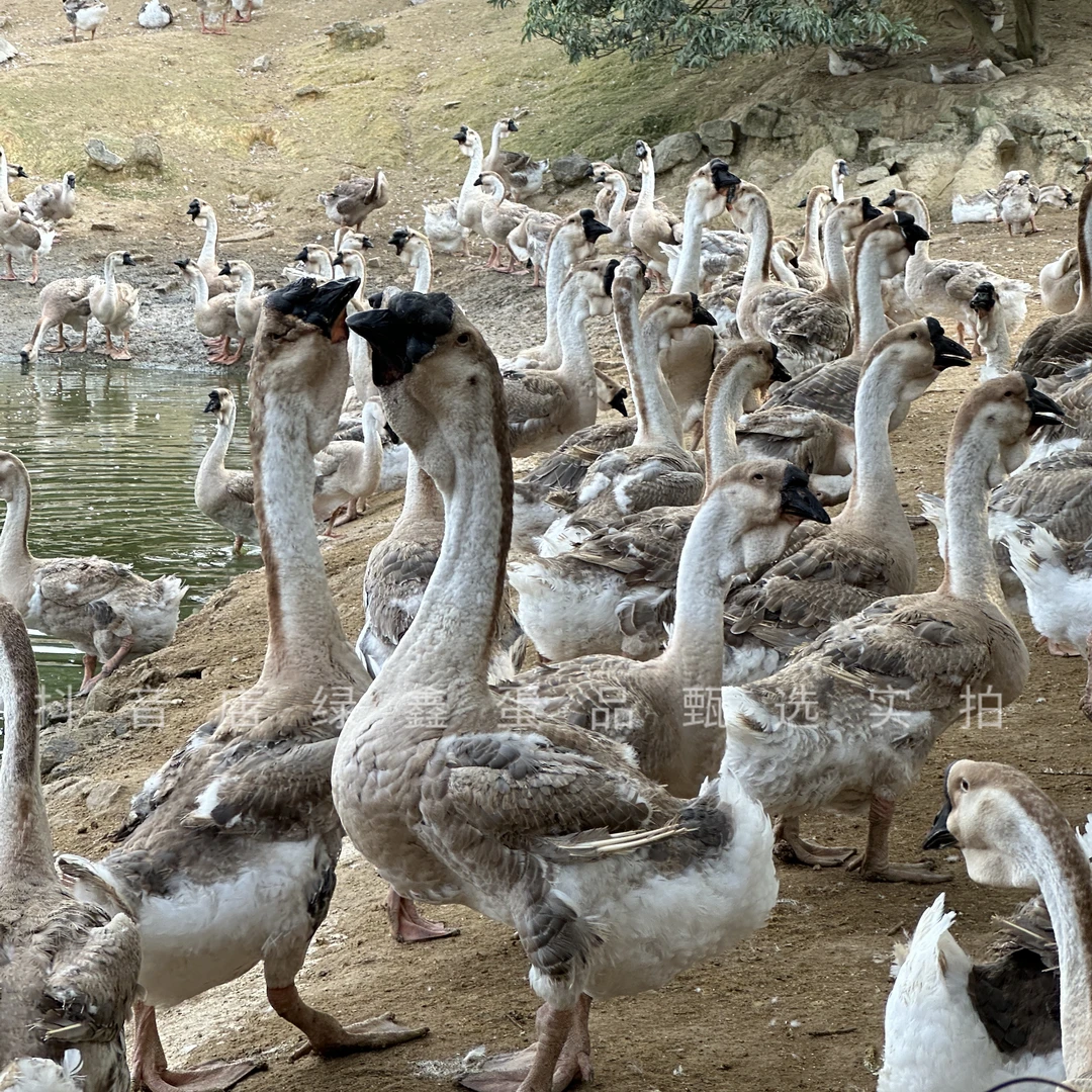 【农家自养】正宗农家鹅蛋新鲜特大土鹅蛋孕妇宝宝140-160多克包邮