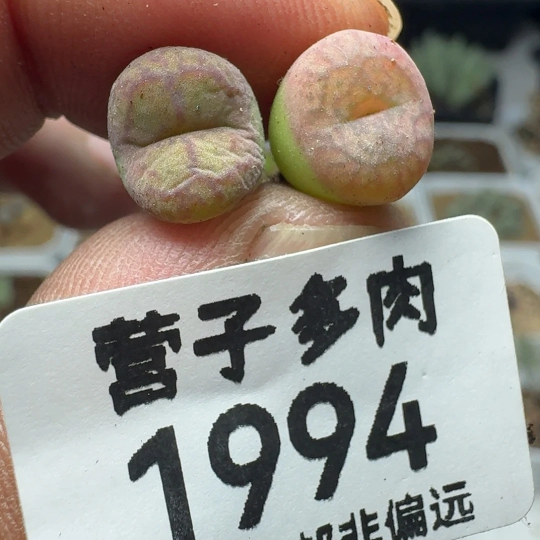 毛杂。