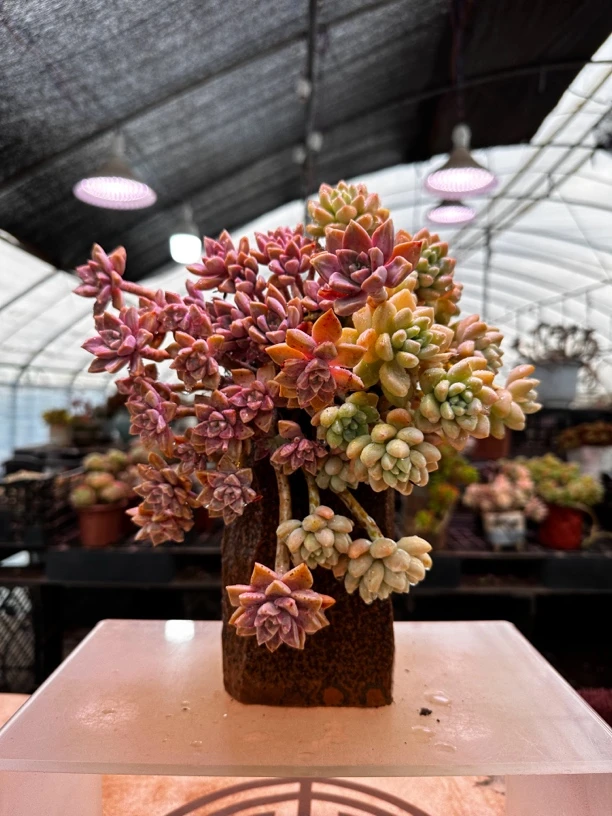 阿伦培加奶洛蛋糕（满三随机送一）多肉植物 脱土发